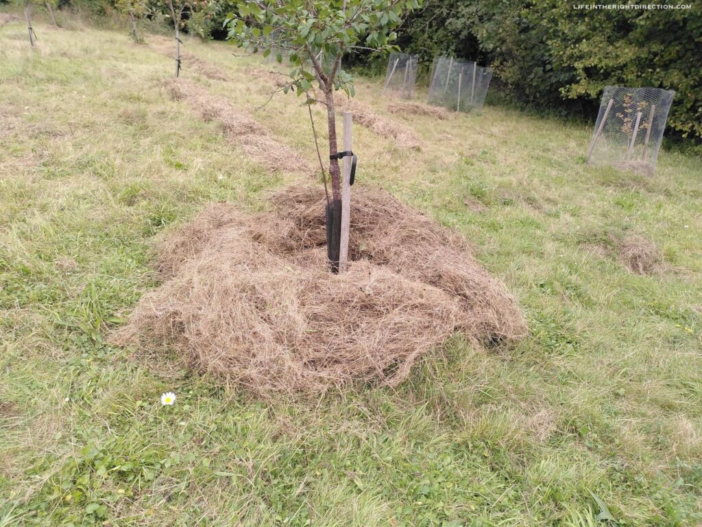 An example of the final product with the cut, dead grass now feeding the new, young trees