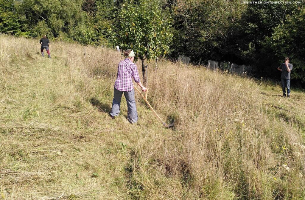 Scythes are good at cutting longer grass, but can cut shorter grass too.