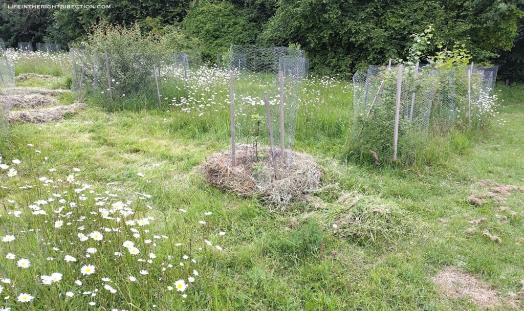 Almost a year after the community mow, notice how the wildflowers are getting stronger and the young trees are growing well.